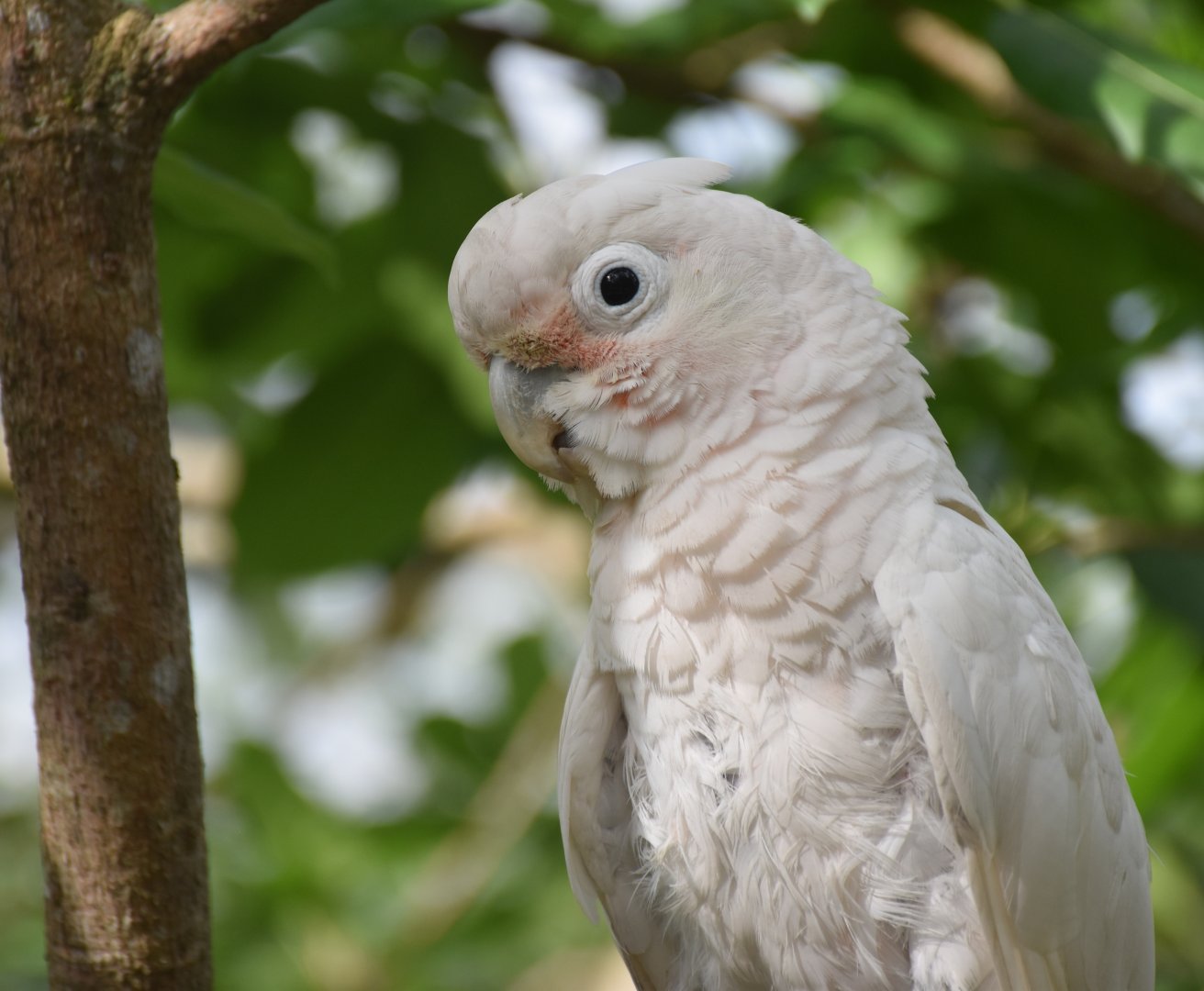 Tanimbar Corella (Cacatua goffiniana)