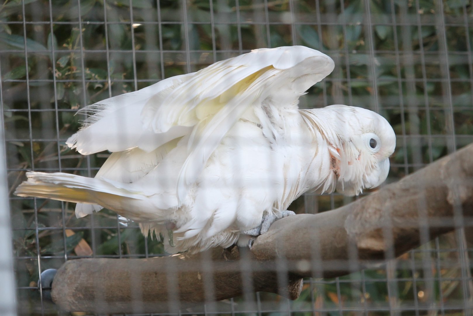 Tanimbar Corella (Cacatua goffiniana)