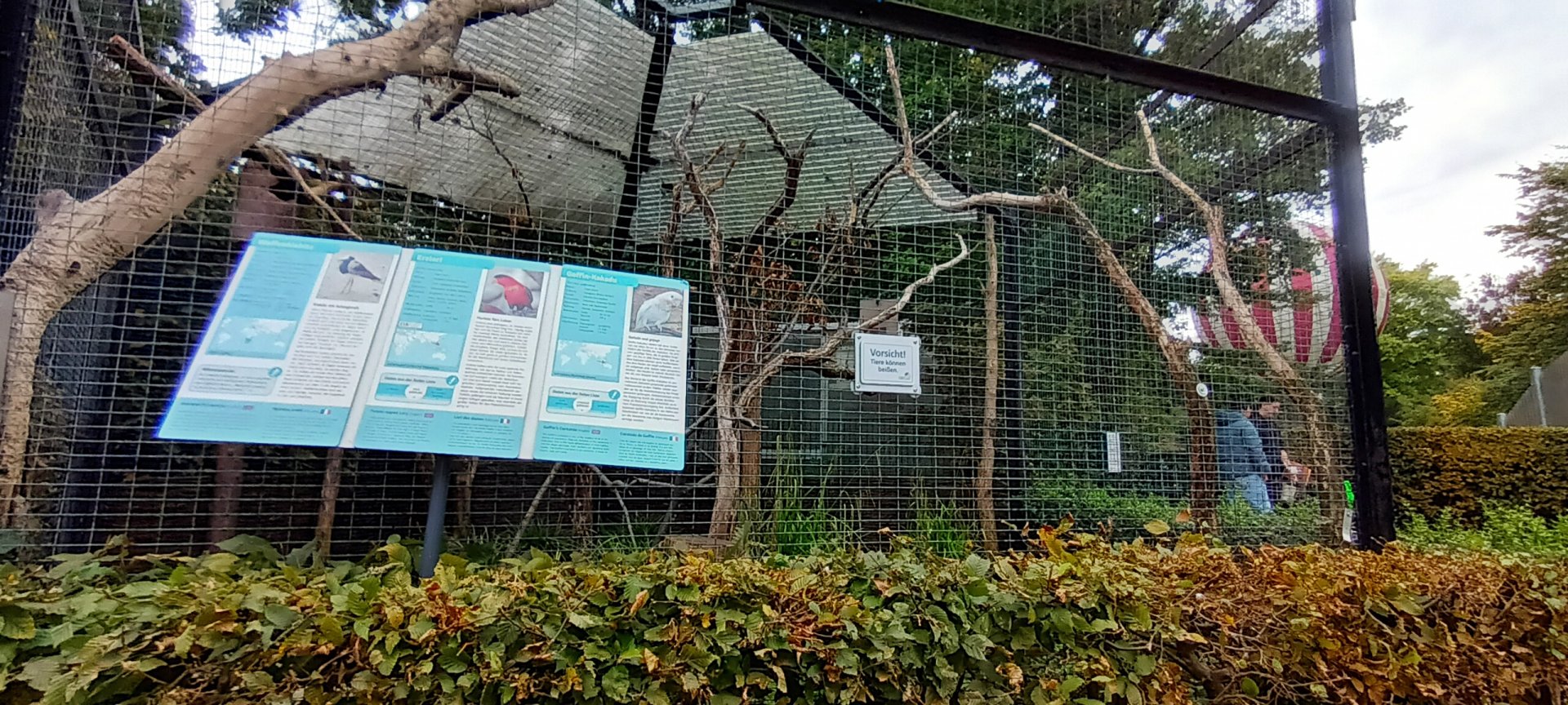 Tanimbar Corella, Purple naped Lory and Blacksmith Plover Aviary