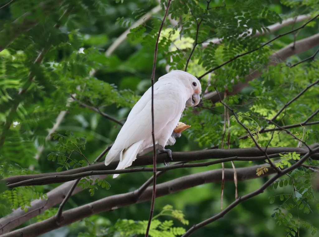 Tanimbar Corella