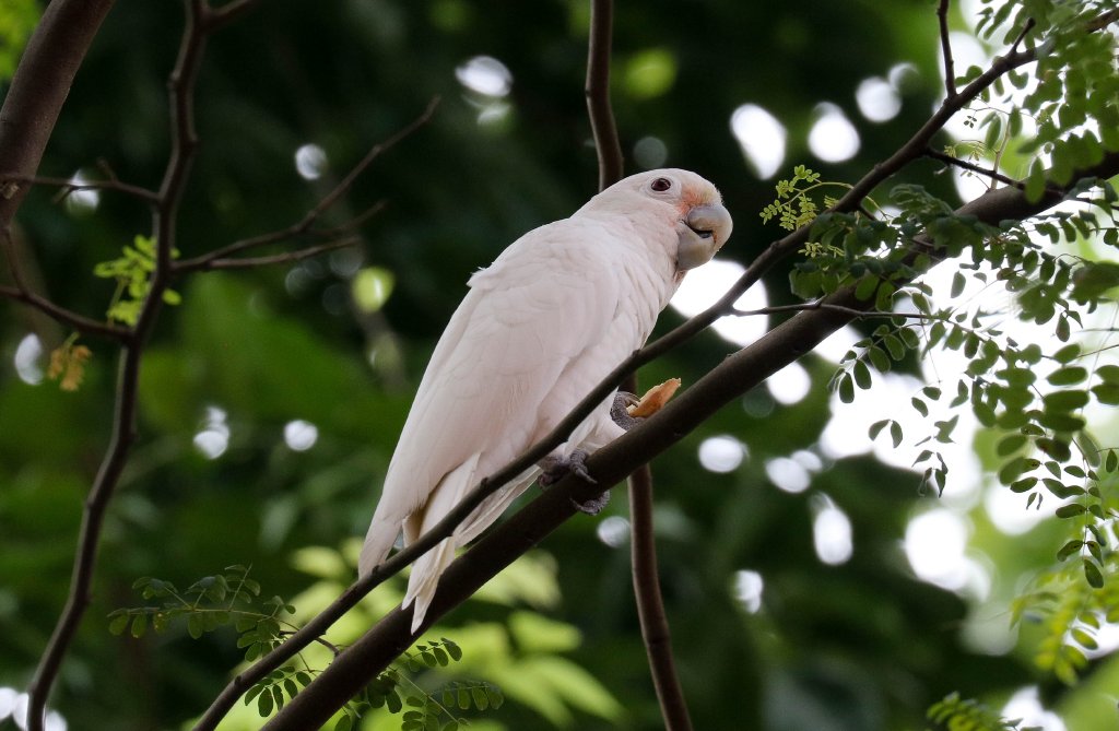 Tanimbar Corella