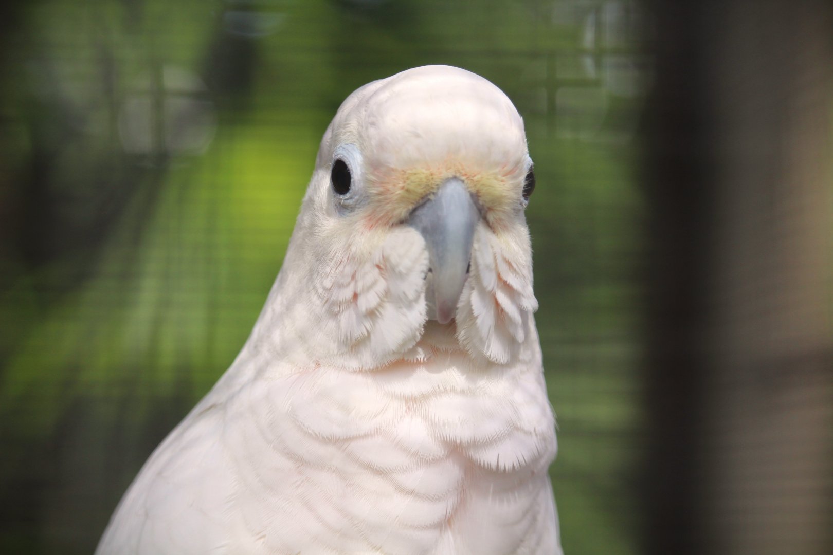 Tanimbar Corella