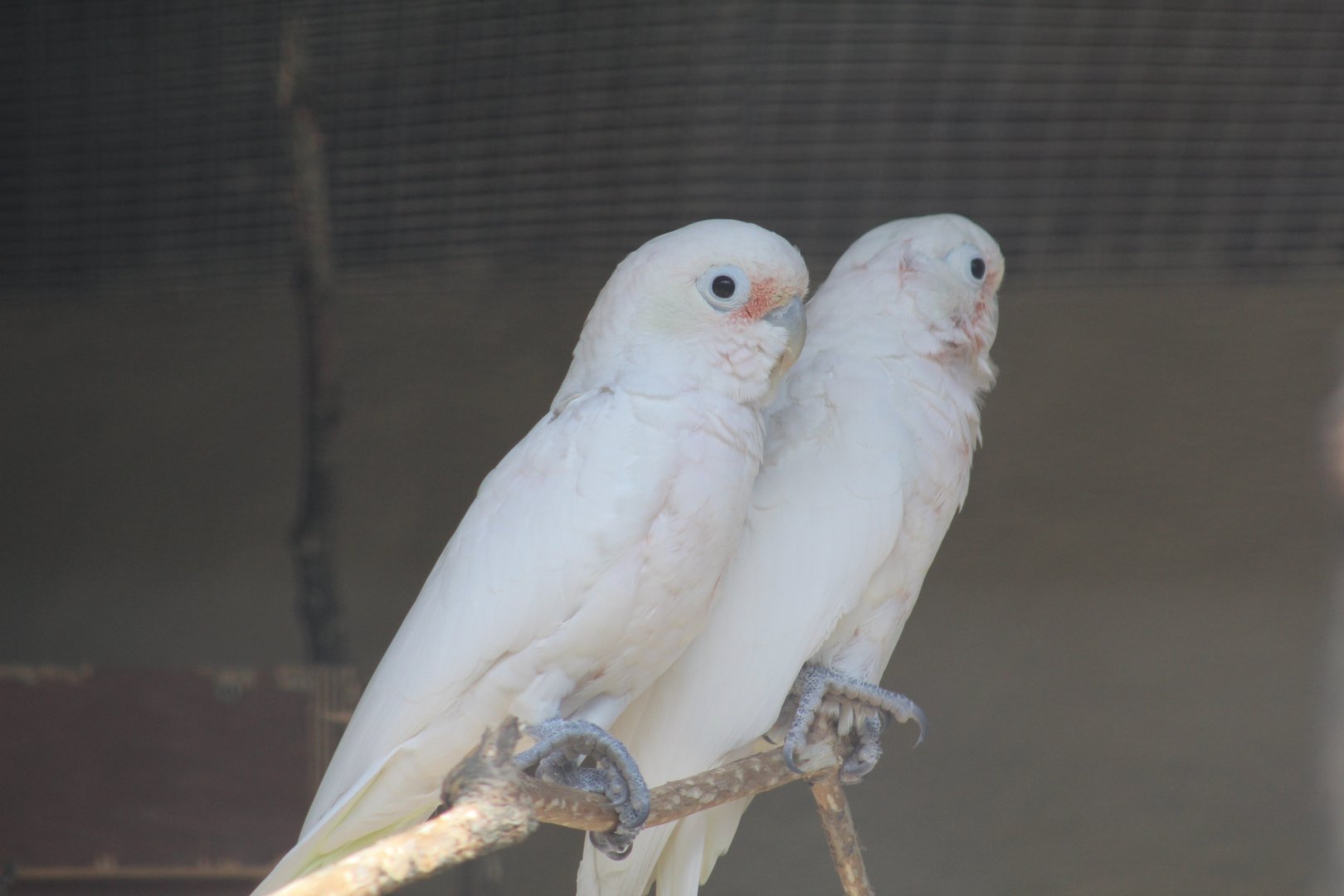 Tanimbar Corellas