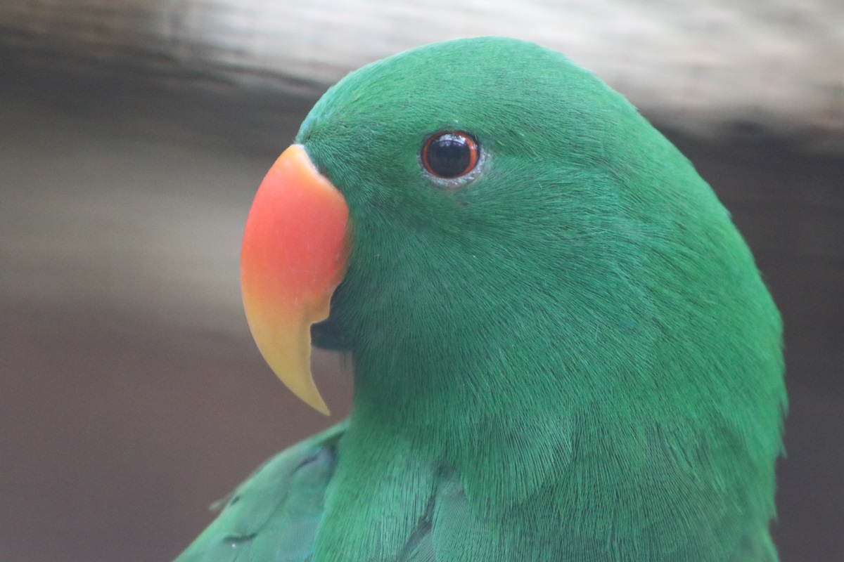 Tanimbar Eclectus (Eclectus riedeli)