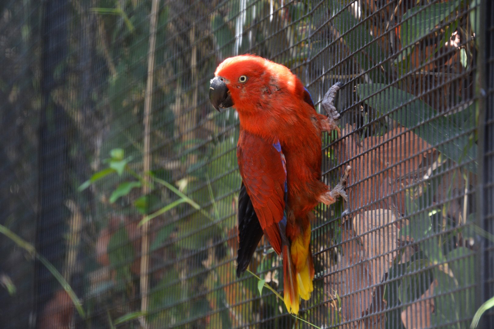 Tanimbar eclectus (Eclectus riedeli)