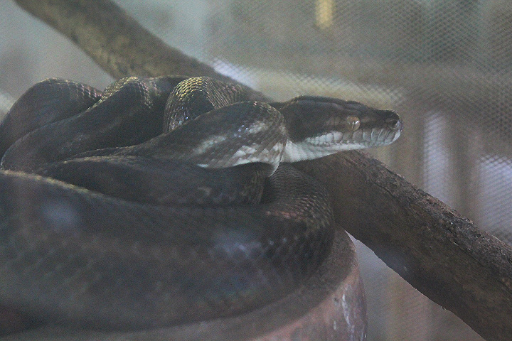 Tanimbar python (Simalia nauta) - Taman Konservasi Sato Loka