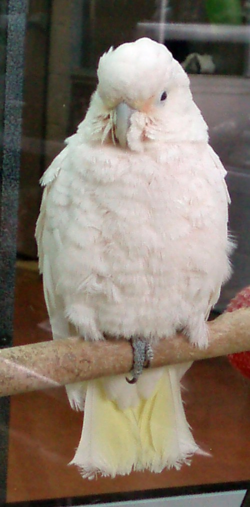 Tanimber Cockatoo (Cacatua goffini)