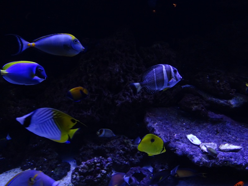 Tank 1 - some of the inhabitants