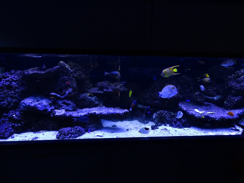 Tank 1 (species list in comments)