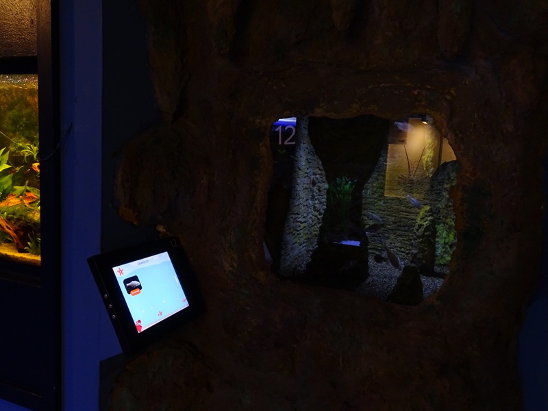 Tank 12 - Blind cave tetras