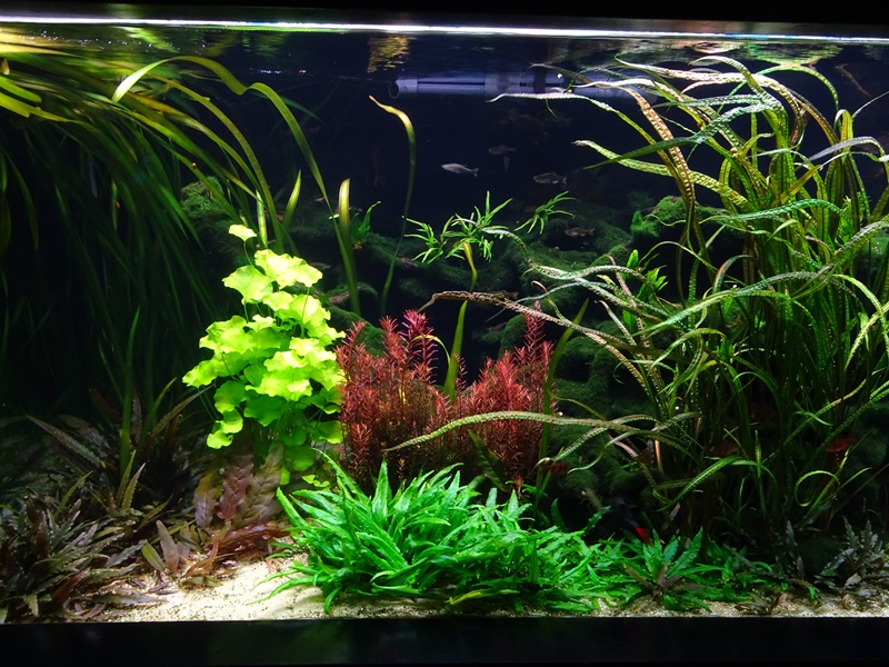 Tank 13 (species list in comments)