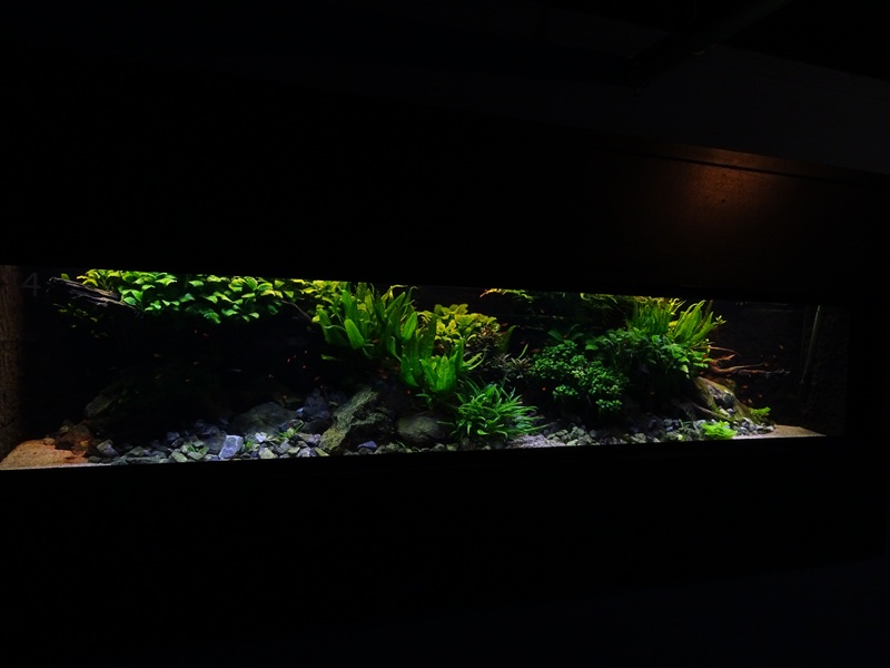 Tank 14 (species list in comments)