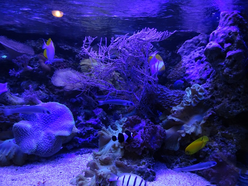 Tank 15 (species list in comments)