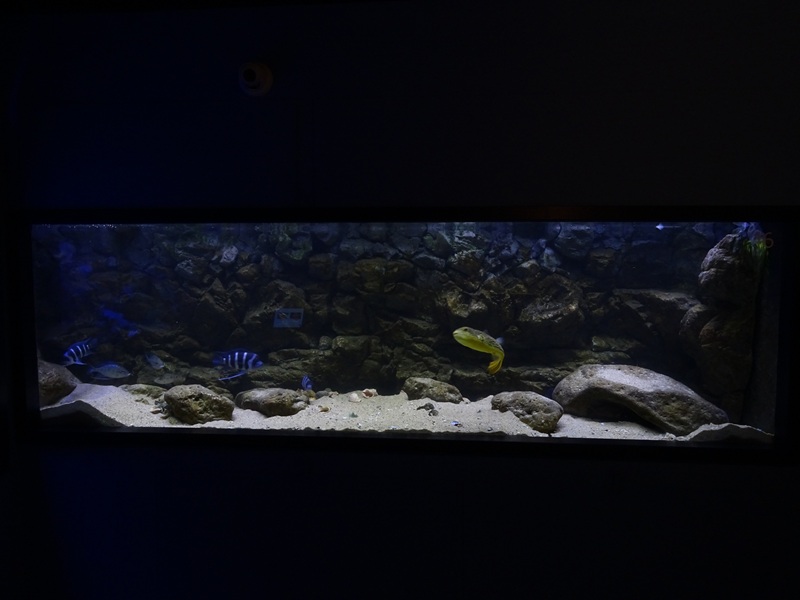 Tank 16 (species list in comments)