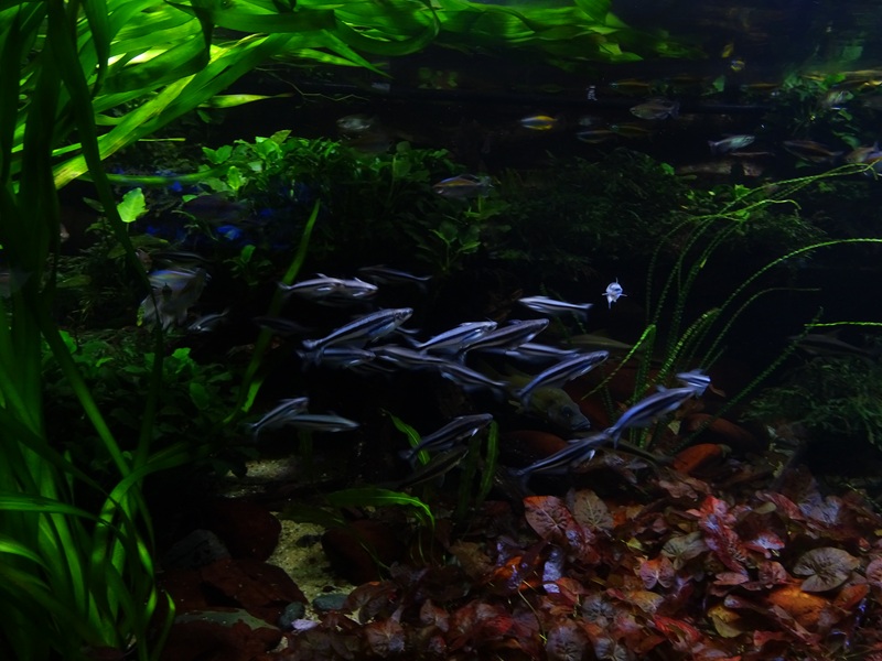 Tank 17 ('Congo') (species list in comments)