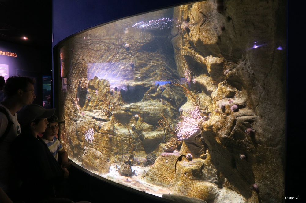 Tank 19 - Sea horses