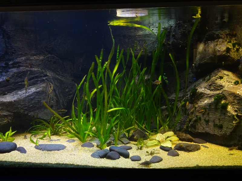 Tank 19 (species list in comments)