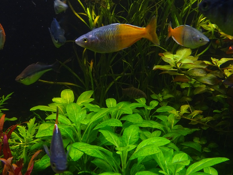 Tank 2 - some of the inhabitants