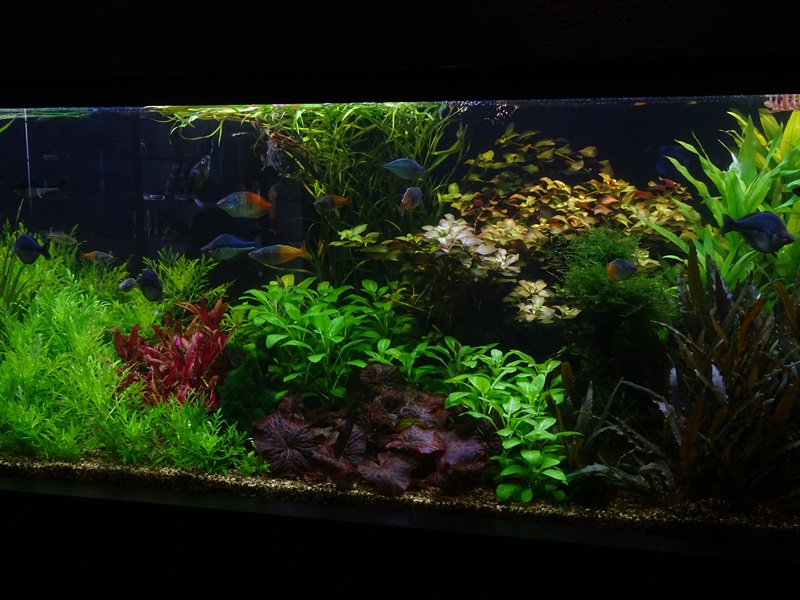 Tank 2 (species list in comments)