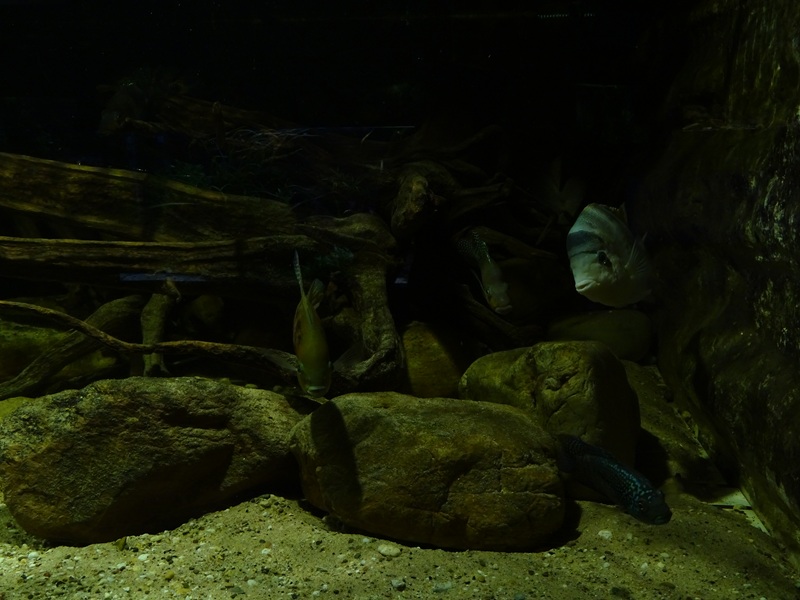 Tank 20 (species list in comments)