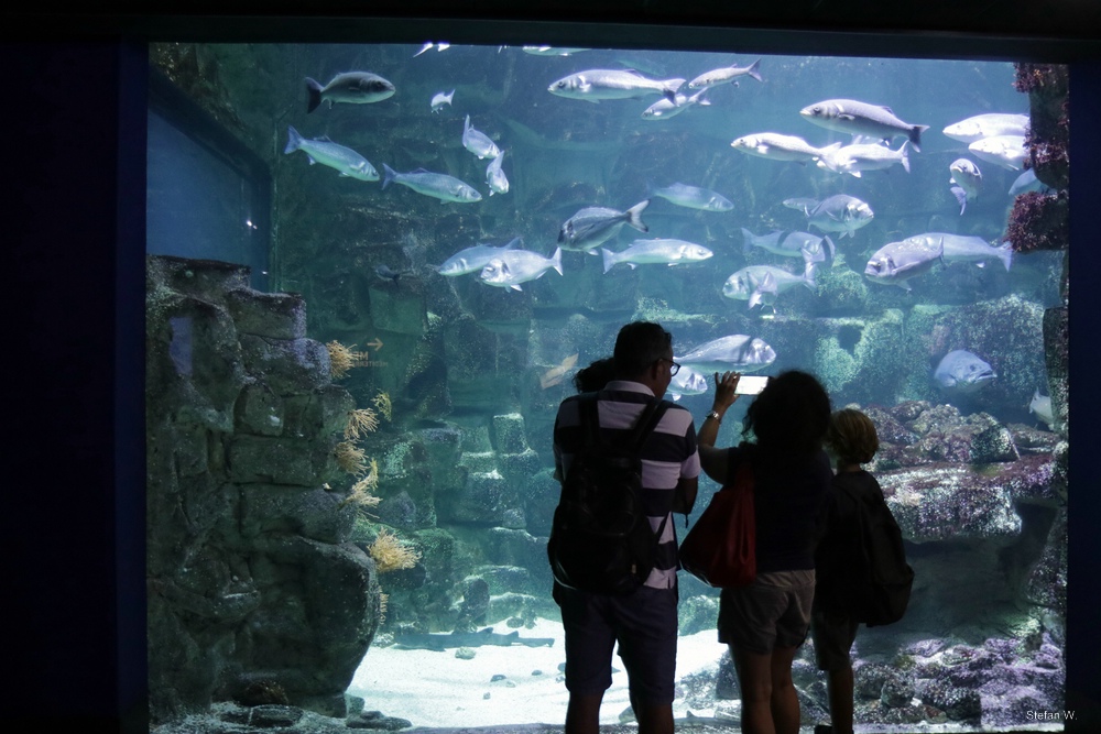 Tank 20  - The Charente sanctuary