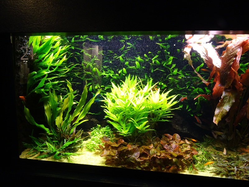 Tank 21 (species list in comments)