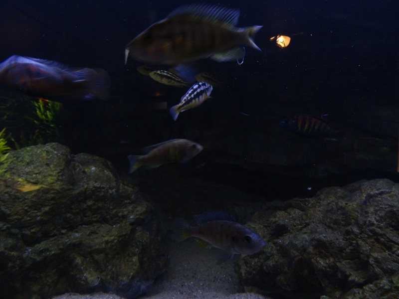 Tank 22 (Lake Victoria) (species list in comments)