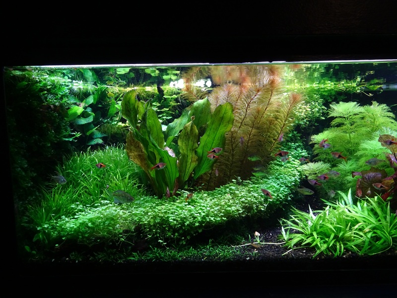 Tank 23 (species list in comments)