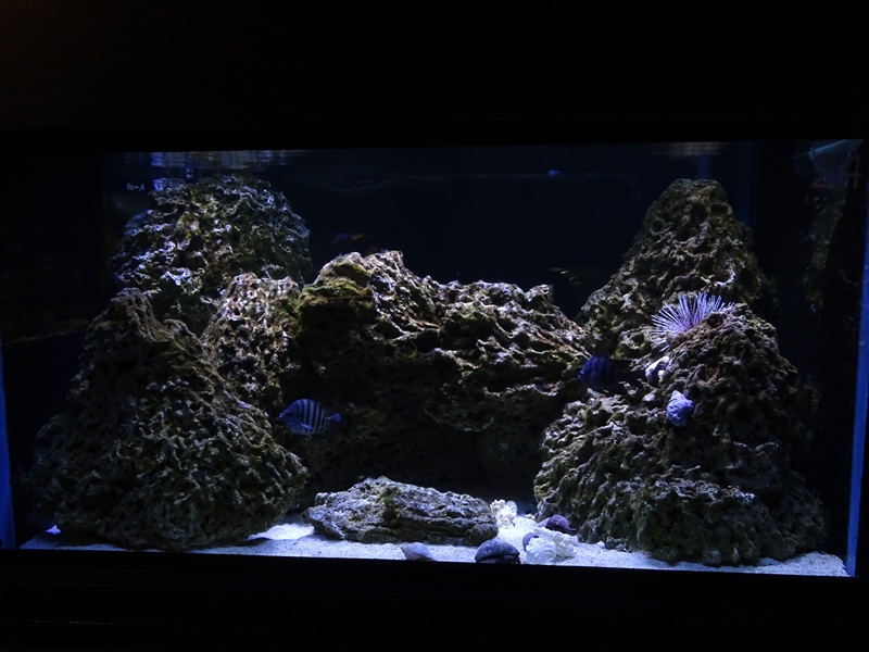 Tank 24 (species list in comments)