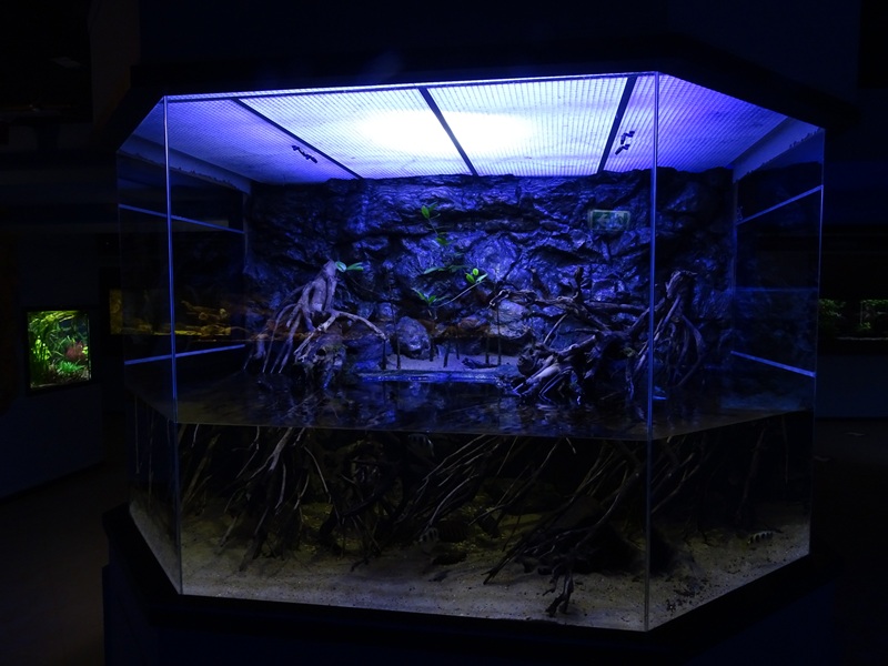 Tank 26 (Mangrove) (species list in comments)