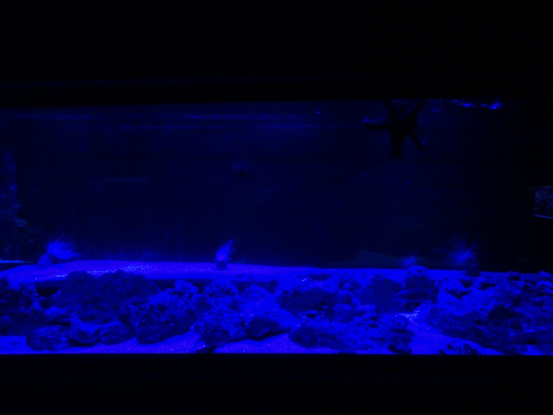 Tank 27 (species list in comments)