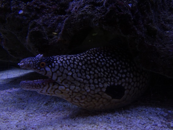 Tank 3 - Honeycomb moray (Muraena melanotis)