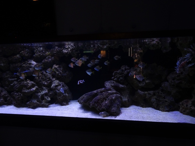 Tank 3 (species list in comment)