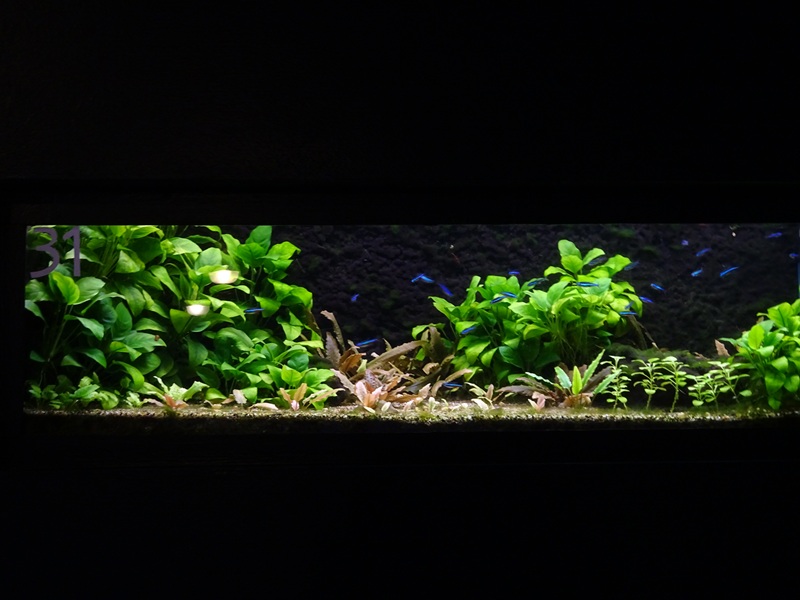 Tank 31 (species list in comments)