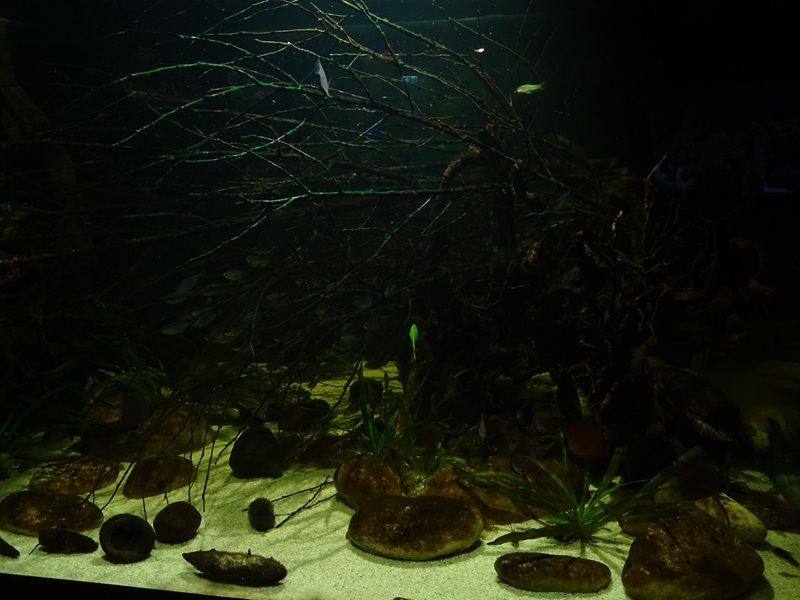 Tank 36 (species list in comments)