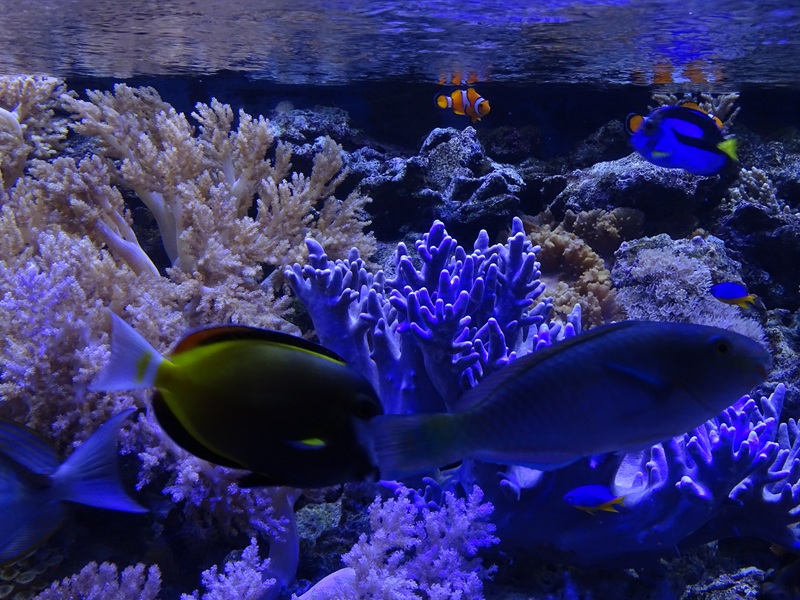 Tank 38 (Indopacific) - some inhabitants