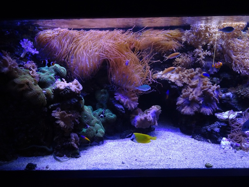 Tank 38 (Indopacific) (species list in comments)