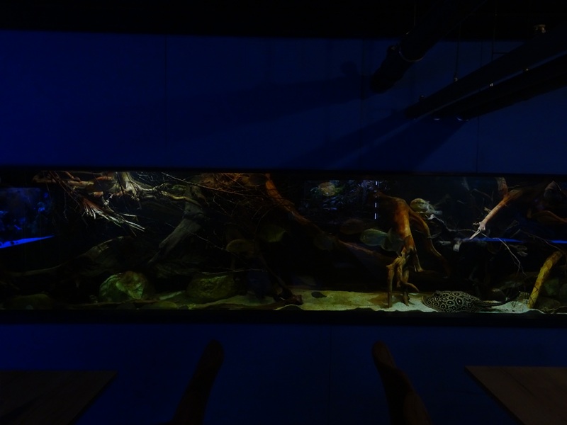 Tank 39 (Amazon) (species list in comments)