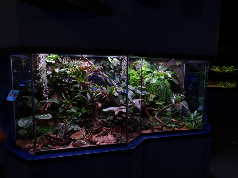 Tank 4 (species list in comments)