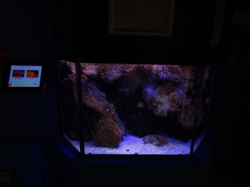 Tank 40 (clown anemonefish)