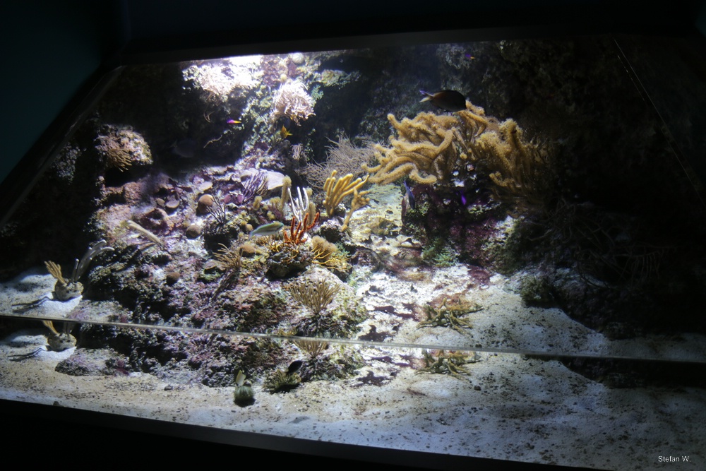 Tank 42 - Small Coral Reef fish of the Carribeans