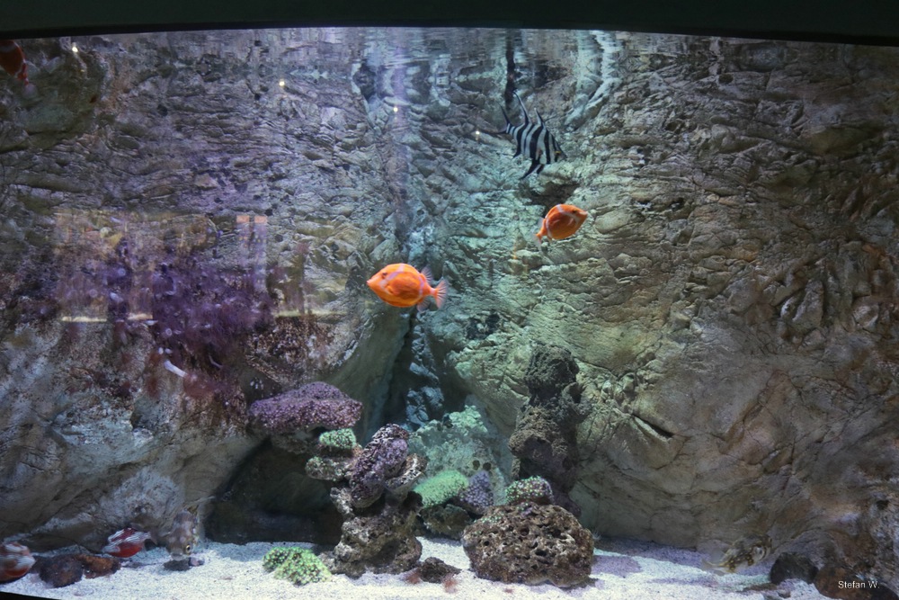 Tank 46 - South Coast of Australia