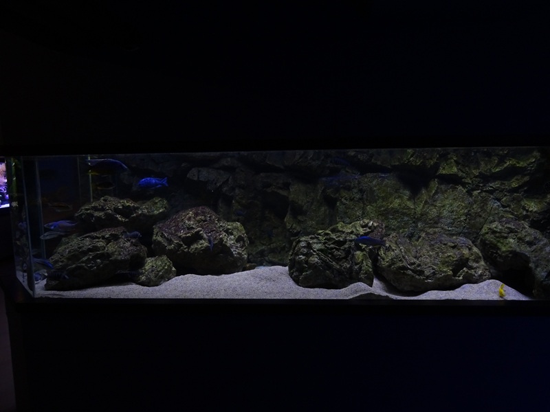 Tank 5 (Malawi) (species list in comments)