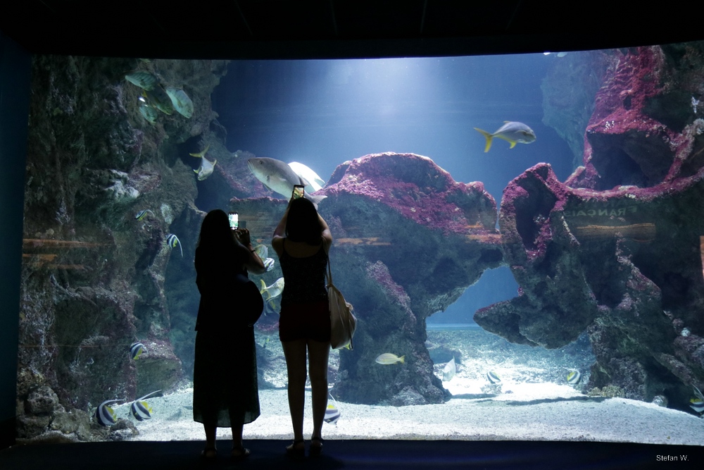 Tank 67 with green sea turtle and mangrove jack