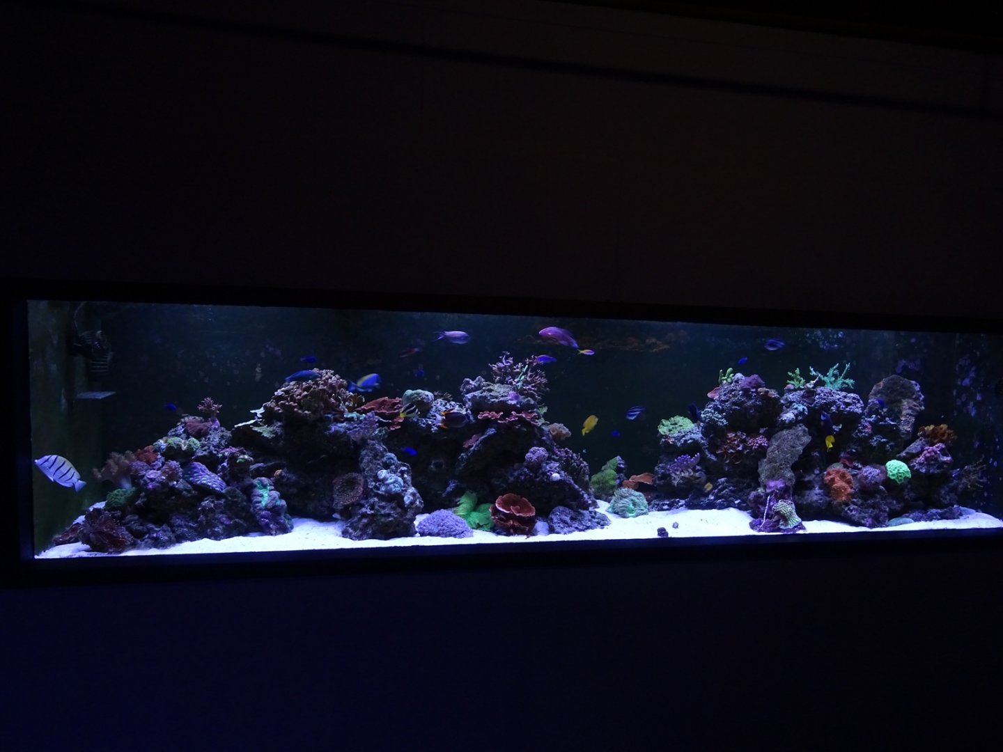 Tank 7 (species list in comments)