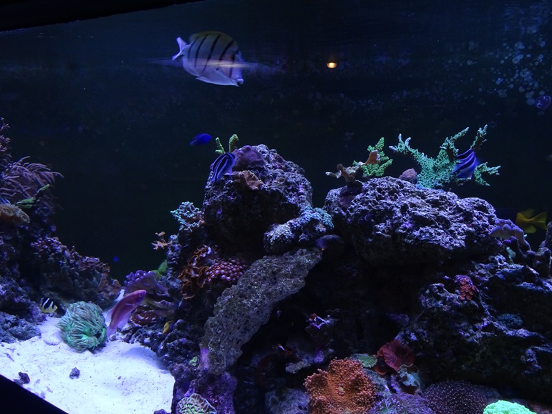 Tank 7 (species list in comments)