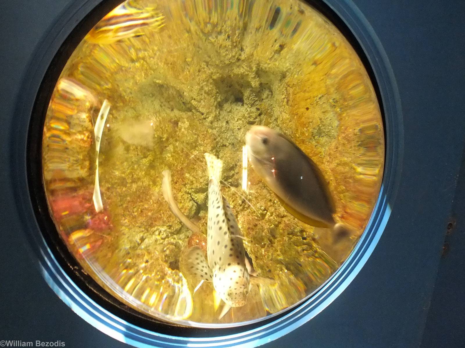 Tank at the Entrance to the Gift Shop