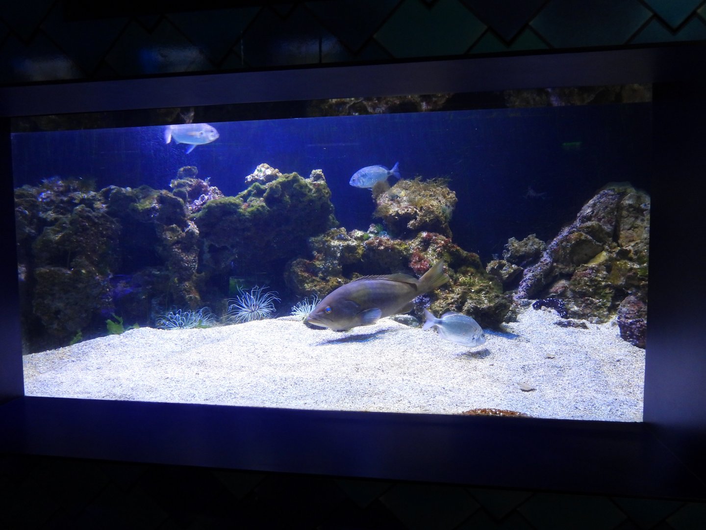 Tank at the mediterranean section