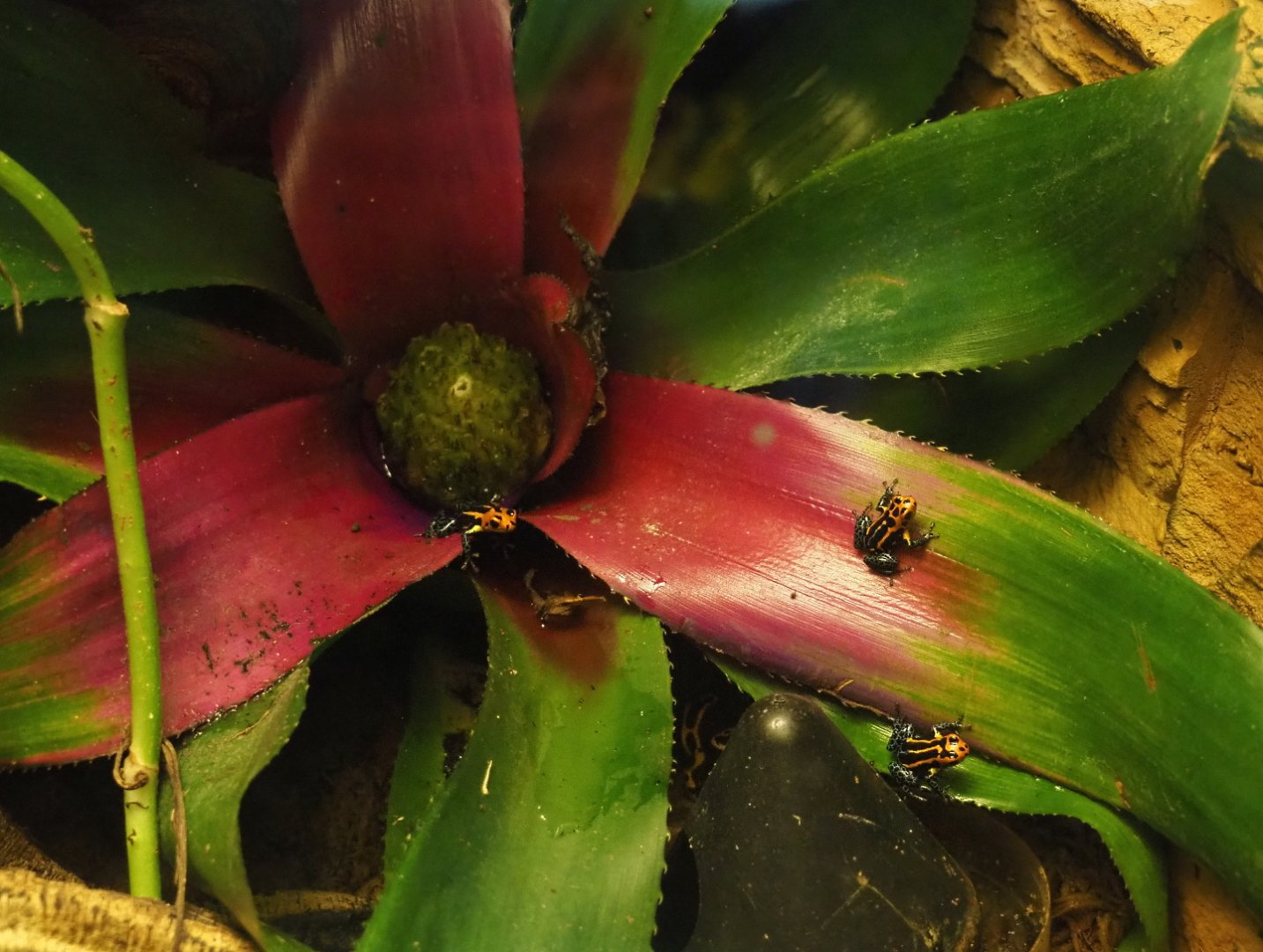 Tank bromeliad with Jeberos mimic poison dart frogs (Ranitomeya imitator 'Jeberos'), 2021-07-17