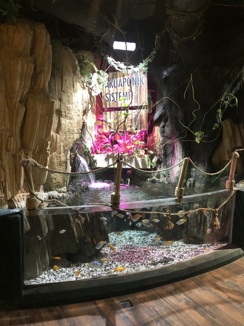 Tank by the jungle area path at the Emaar aquarium